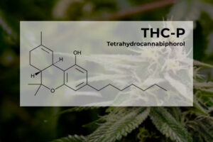 THC-P